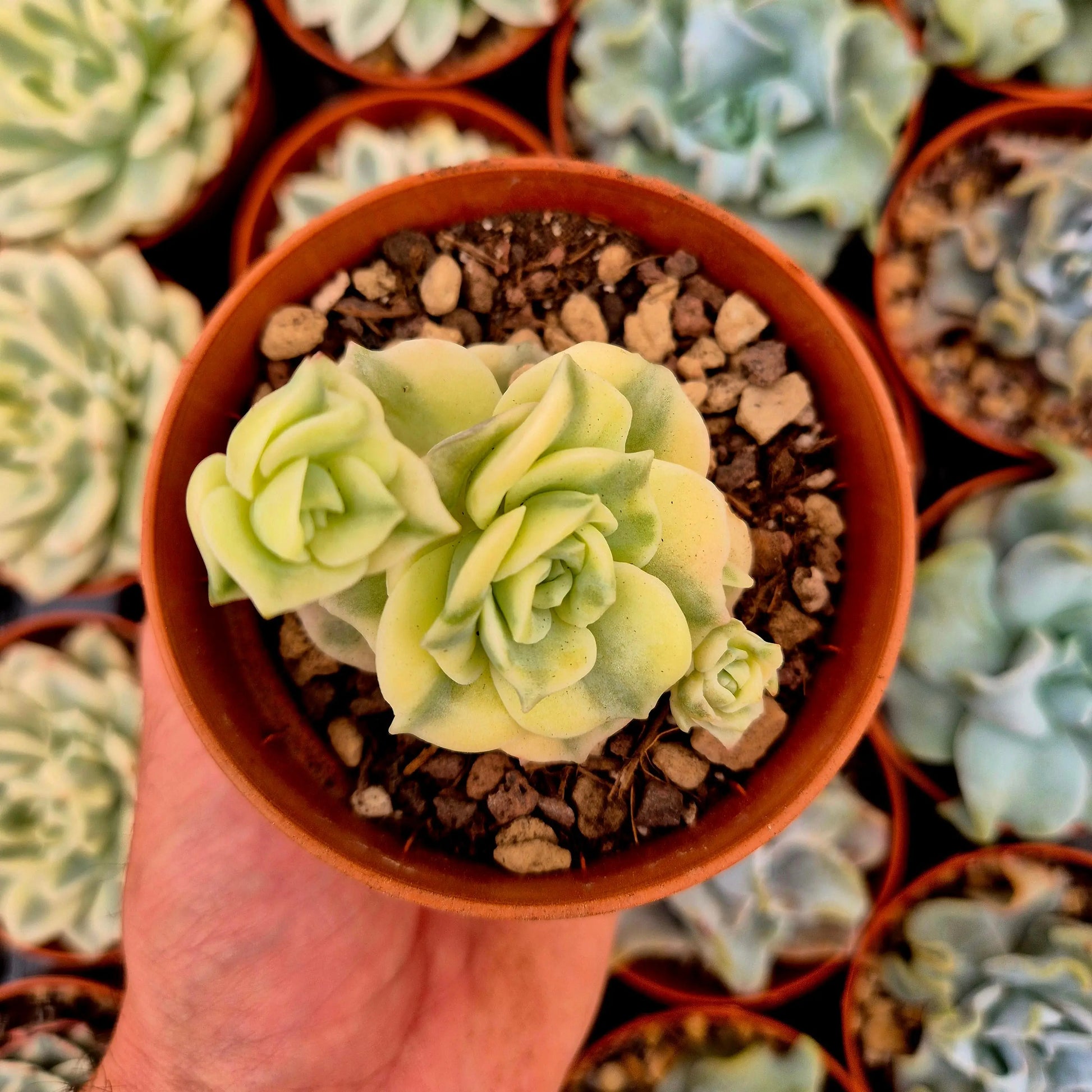 Graptoveria ’Lovely Rose’ variegada