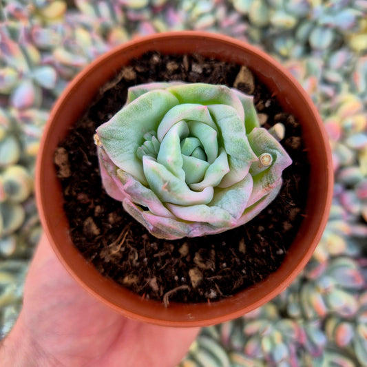 Graptoveria ’Lovely Rose’ variegada
