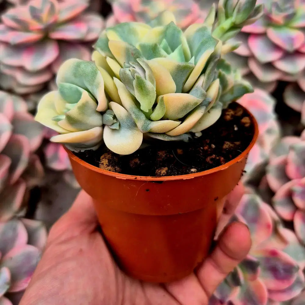 Graptoveria ’Lovely Rose’ variegada