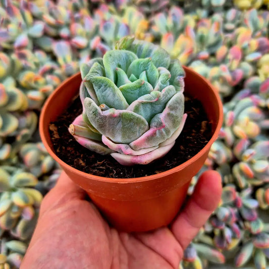 Graptoveria ’Lovely Rose’ variegada