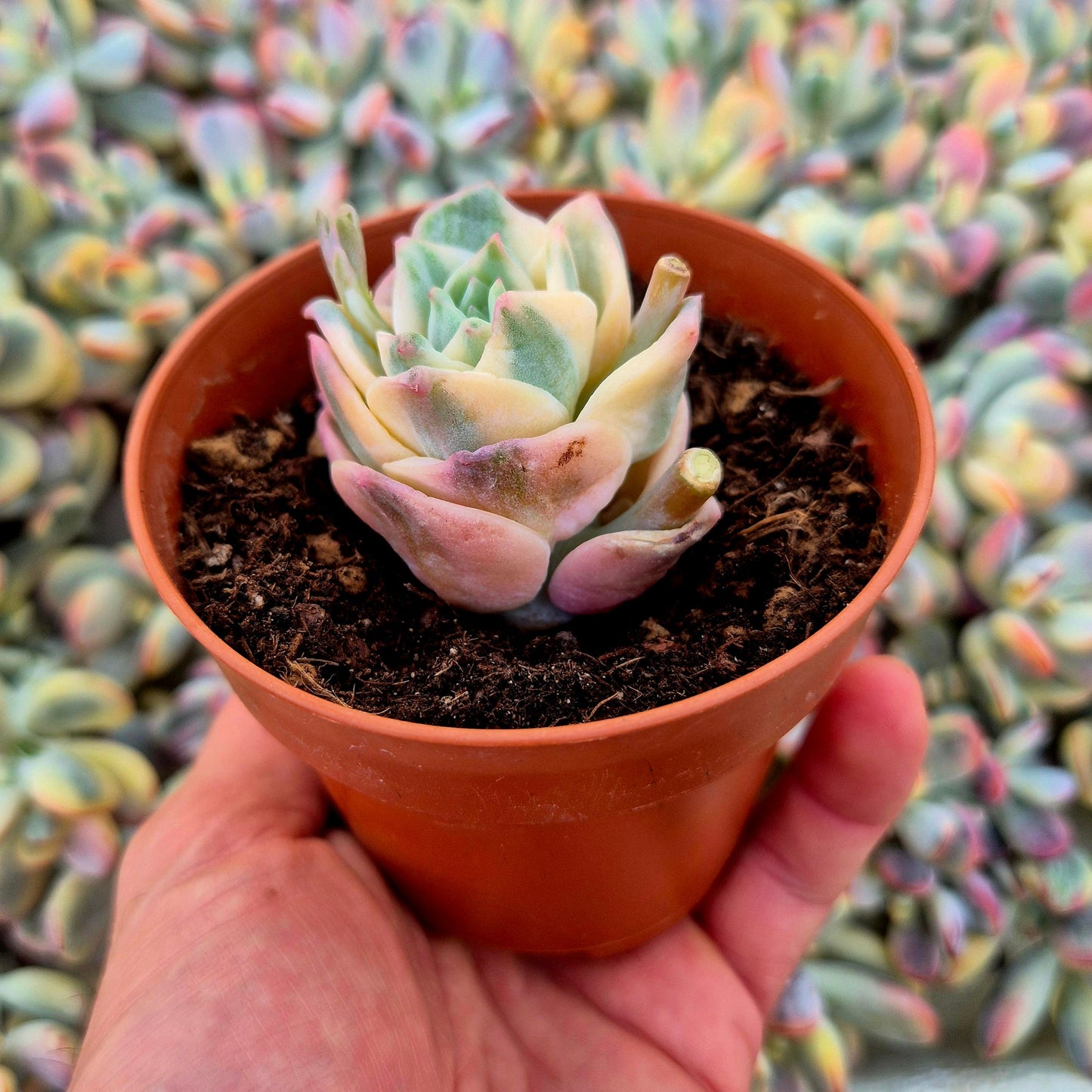 Graptoveria ’Lovely Rose’ variegada