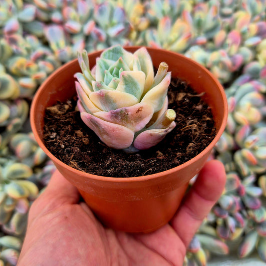 Graptoveria ’Lovely Rose’ variegada
