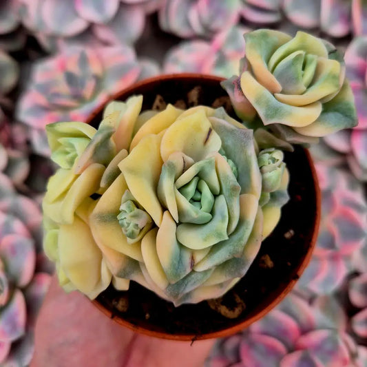 Graptoveria ’Lovely Rose’ variegada