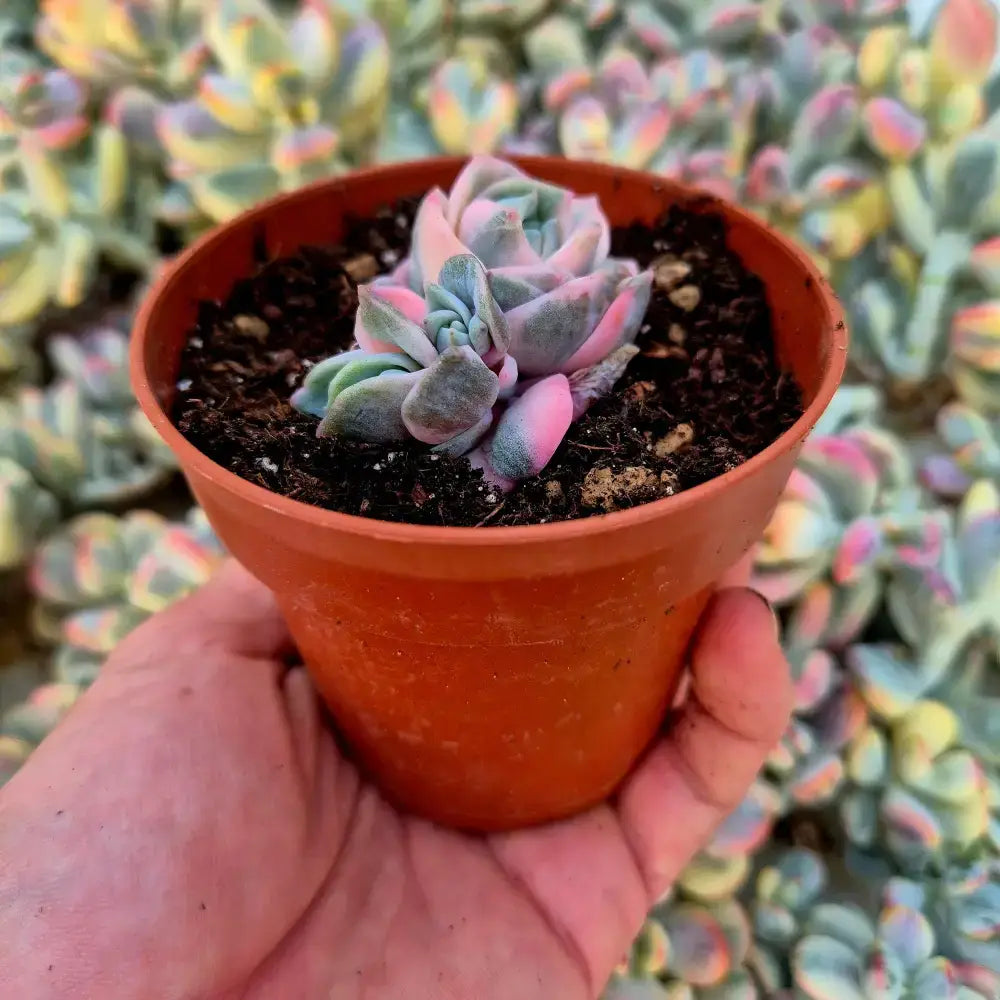 Graptoveria ’Lovely Rose’ variegada