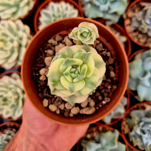 Graptoveria ’Lovely Rose’ variegada