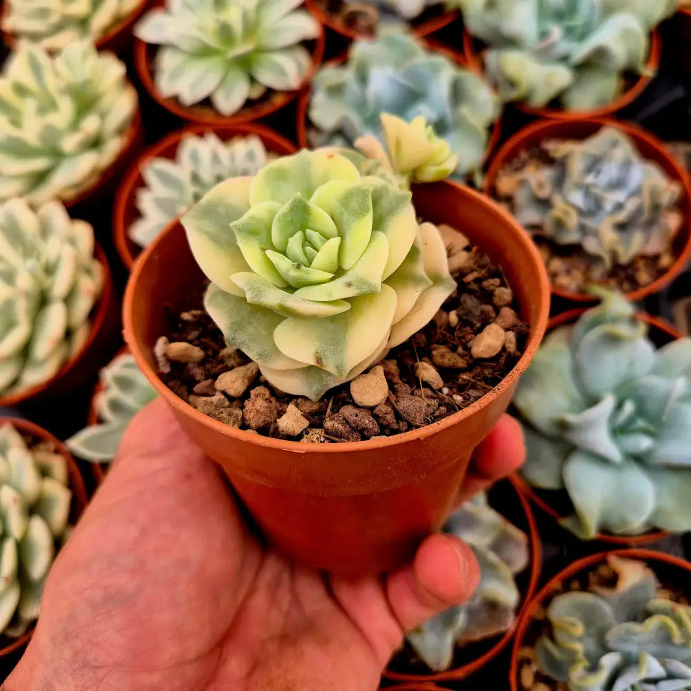 Graptoveria ’Lovely Rose’ variegada