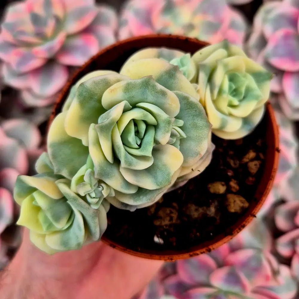 Graptoveria ’Lovely Rose’ variegada