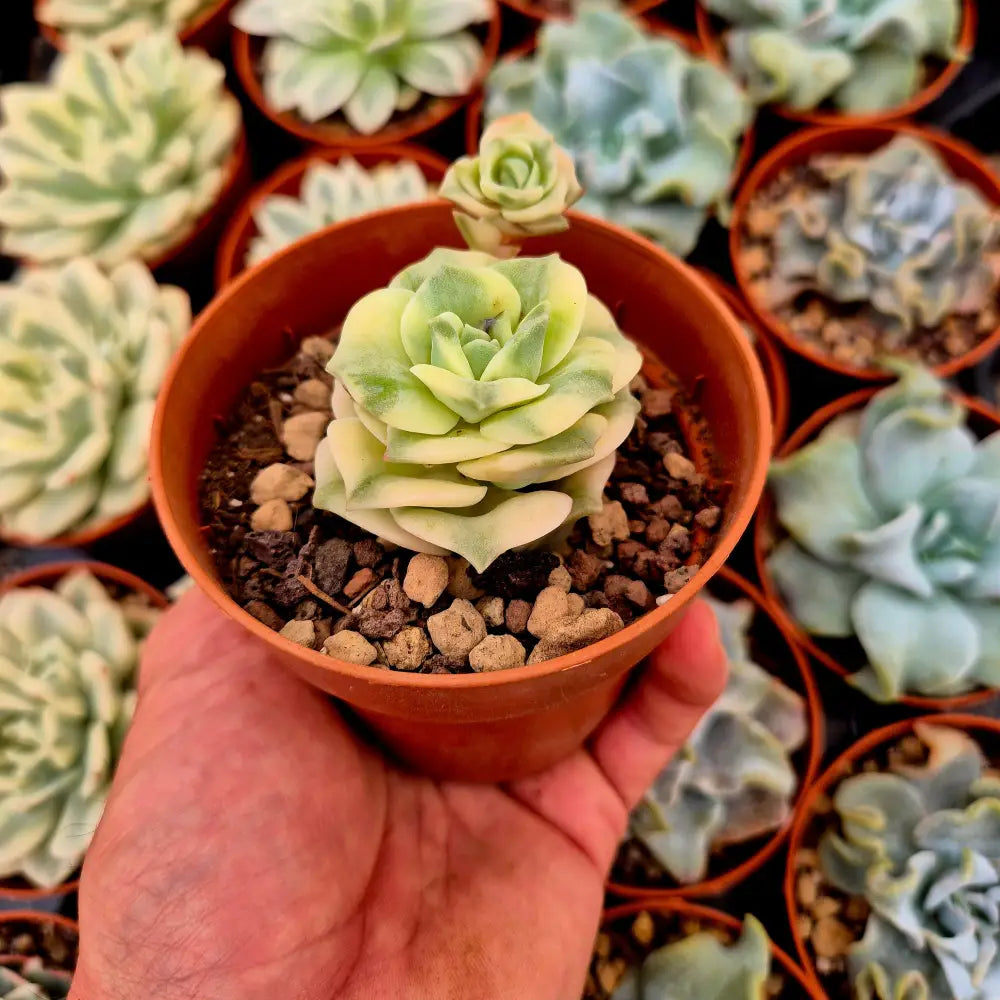 Graptoveria ’Lovely Rose’ variegada