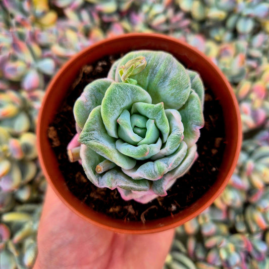 Graptoveria ’Lovely Rose’ variegada