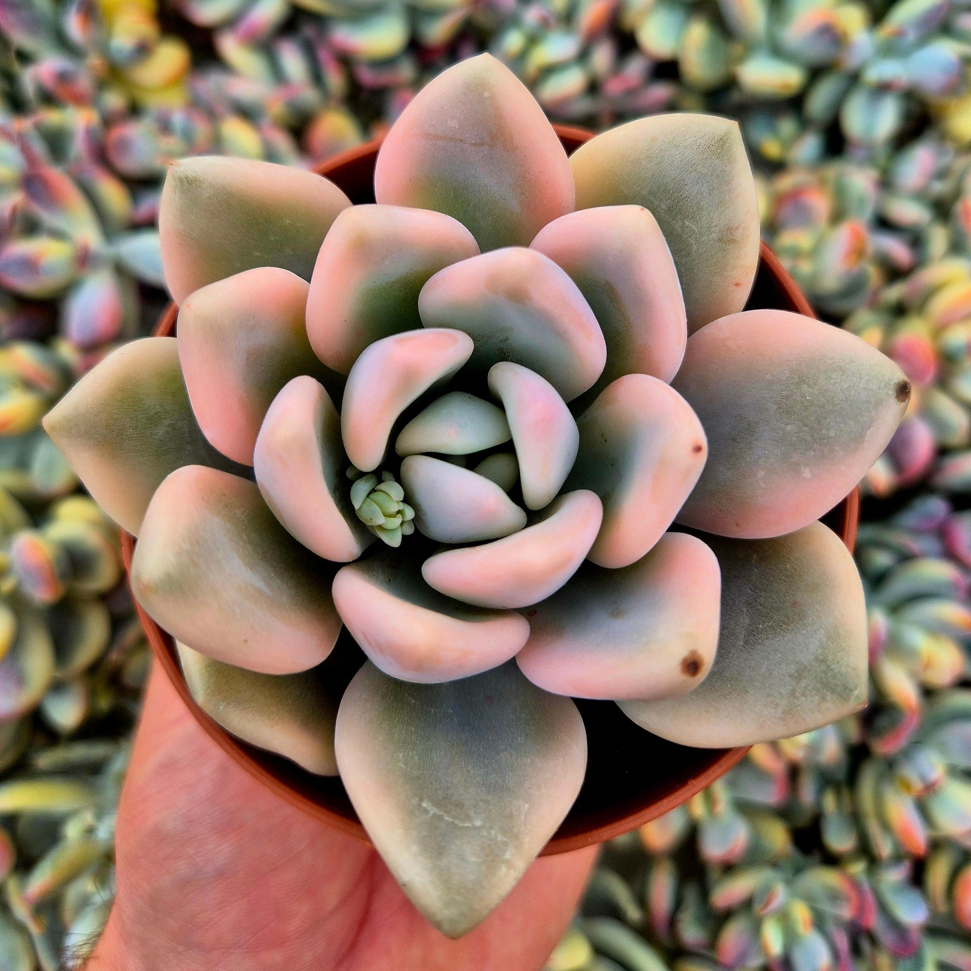 Graptoveria ’Opalina’ variegada