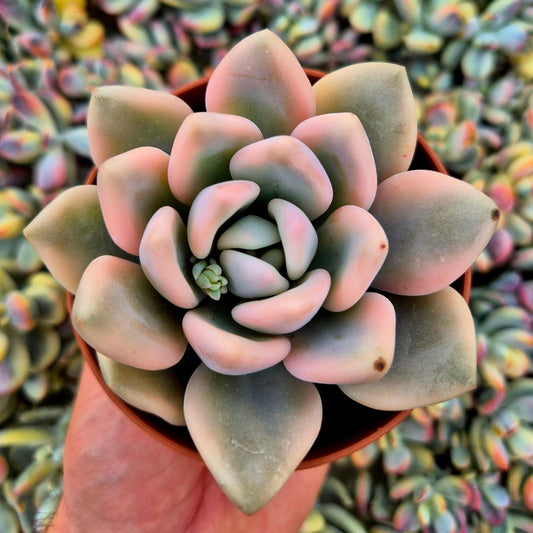 Graptoveria ’Opalina’ variegada