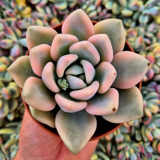 Graptoveria ’Opalina’ variegada