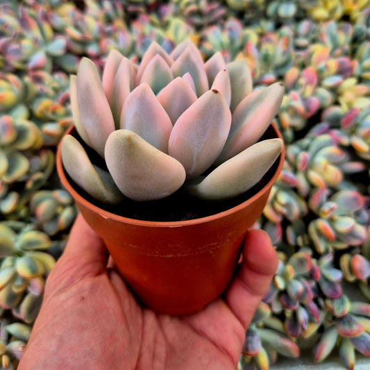 Graptoveria ’Opalina’ variegada
