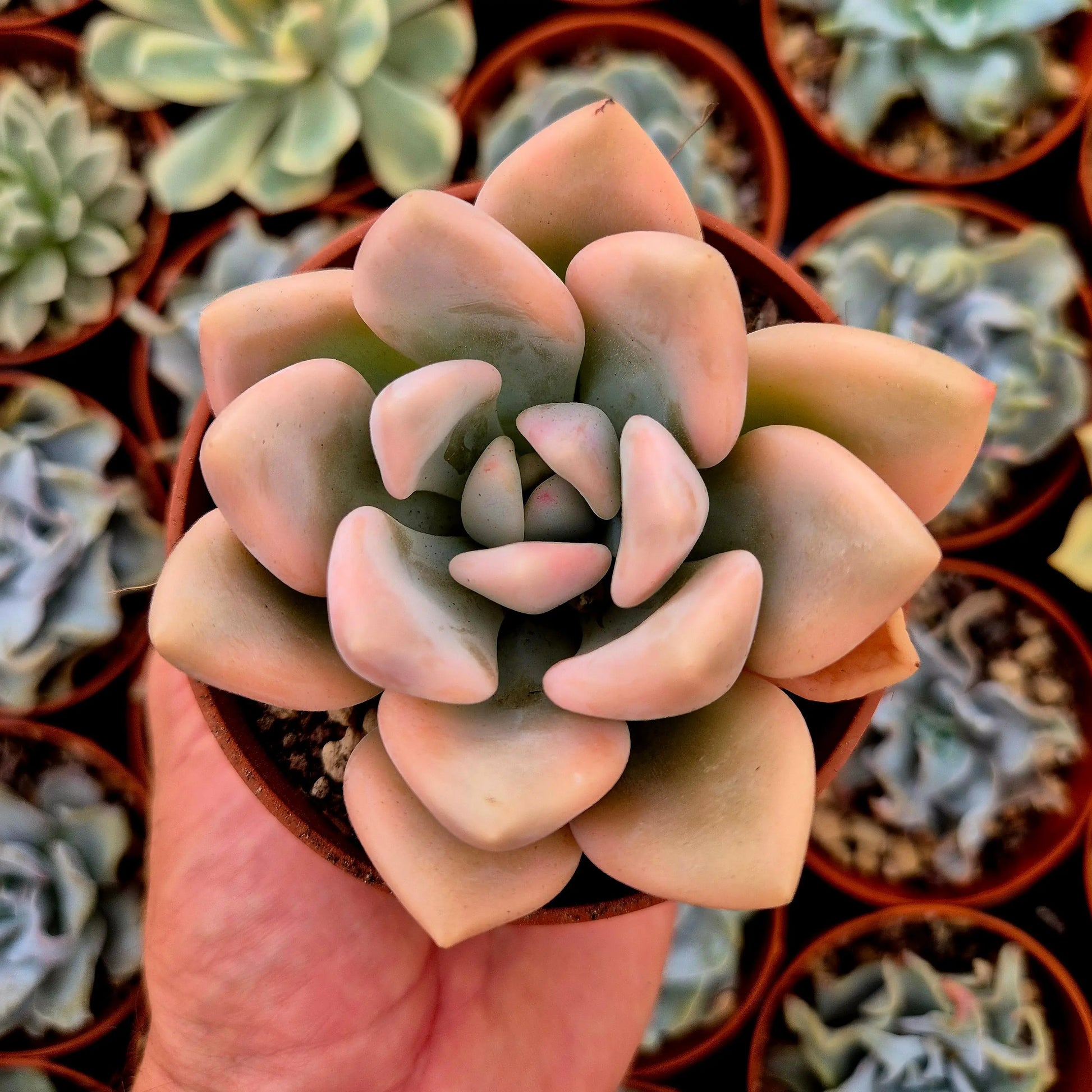 Graptoveria ’Opalina’ variegada