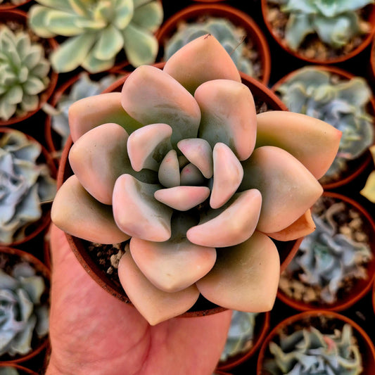 Graptoveria ’Opalina’ variegada