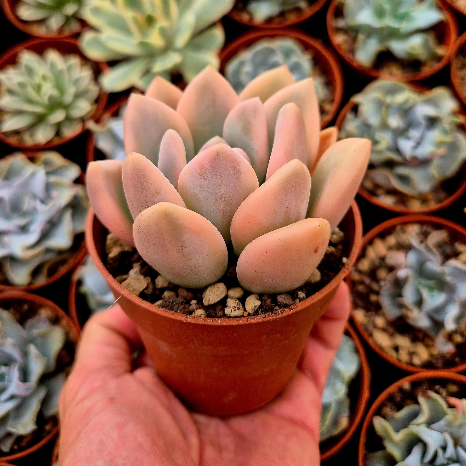 Graptoveria ’Opalina’ variegada