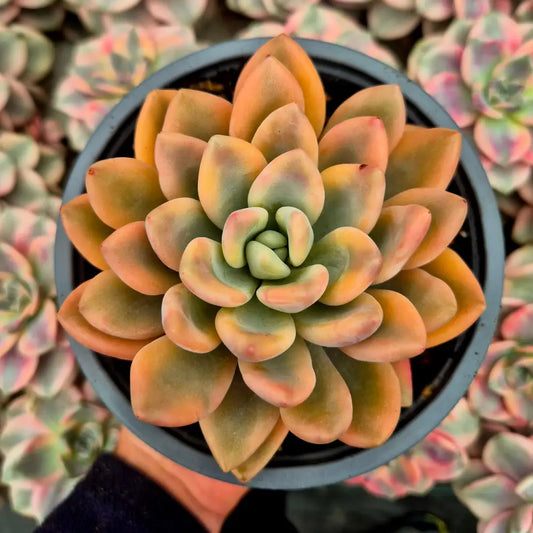 Graptoveria ’Opalina’ variegada rainbow