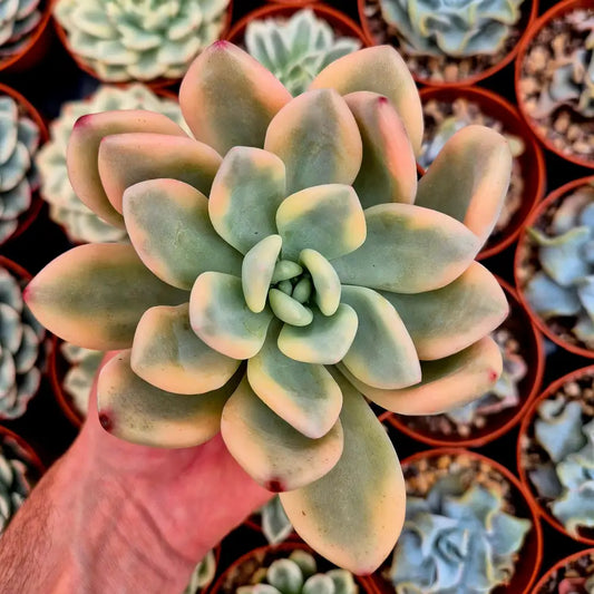 Graptoveria ’Opalina’ variegada rainbow