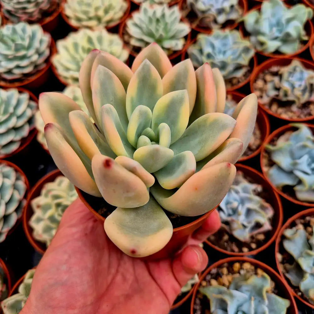 Graptoveria ’Opalina’ variegada rainbow