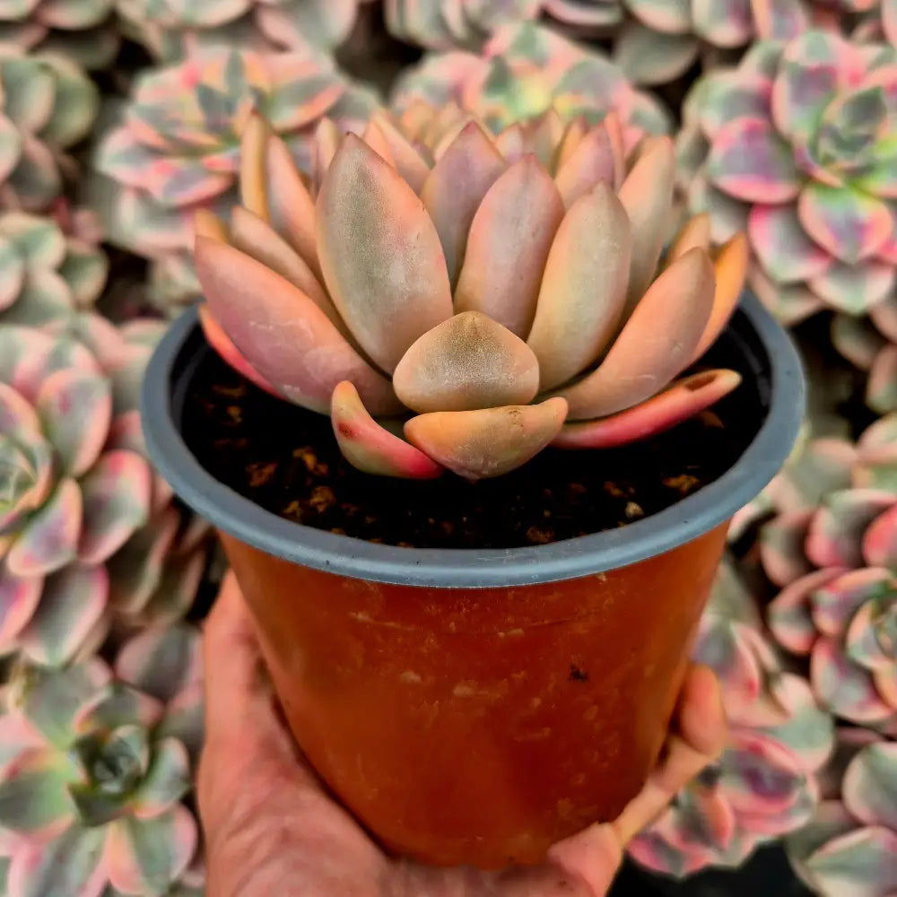 Graptoveria ’Opalina’ variegada rainbow