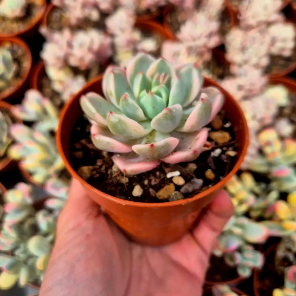 Graptoveria ’Pretty in Pink’ variegada