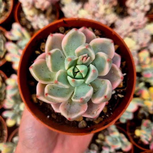 Graptoveria ’Pretty in Pink’ variegada