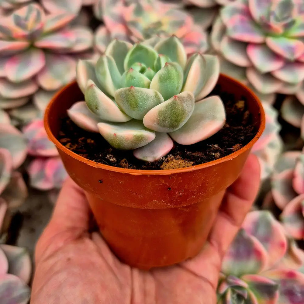Graptoveria ’Pretty in Pink’ variegada