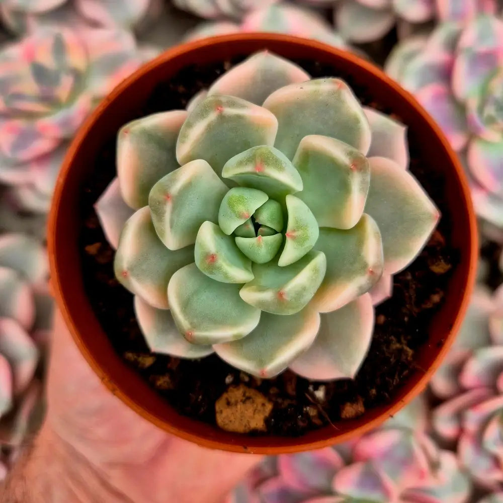 Graptoveria ’Pretty in Pink’ variegada