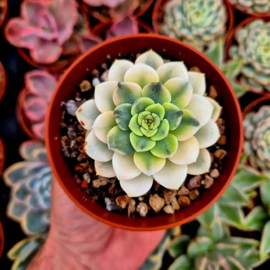 Graptoveria ’Tinkerbell’ variegada