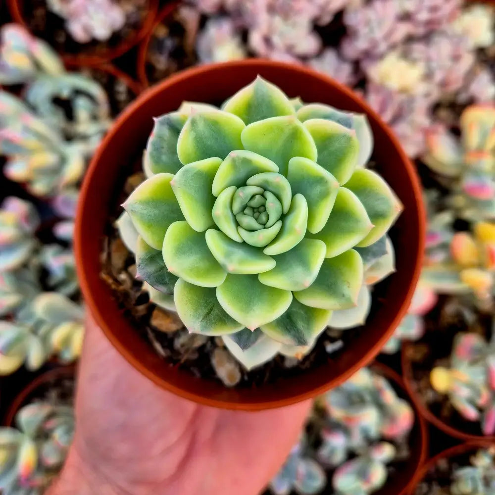 Graptoveria ’Tinkerbell’ variegada