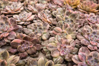 Cochinilla en suculentas variegadas: cómo identificarla y controlarla
