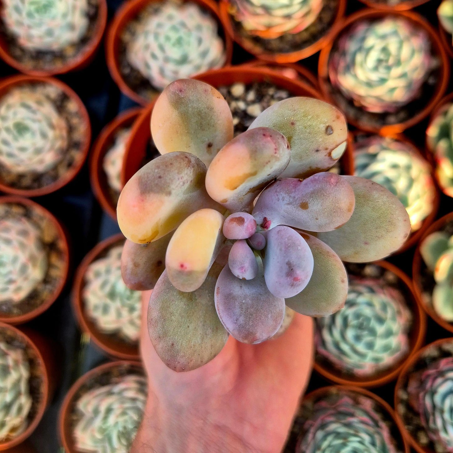 Pachyphytum oviferum variegado