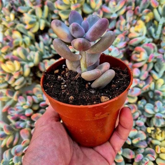 Pachyphytum oviferum variegado