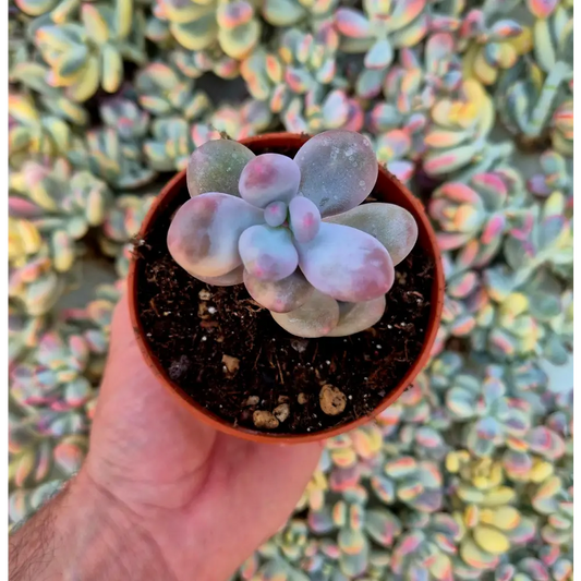 Pachyphytum oviferum variegado