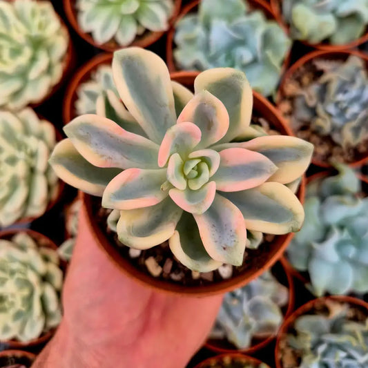 Pachyveria ’Orpet’ variegada