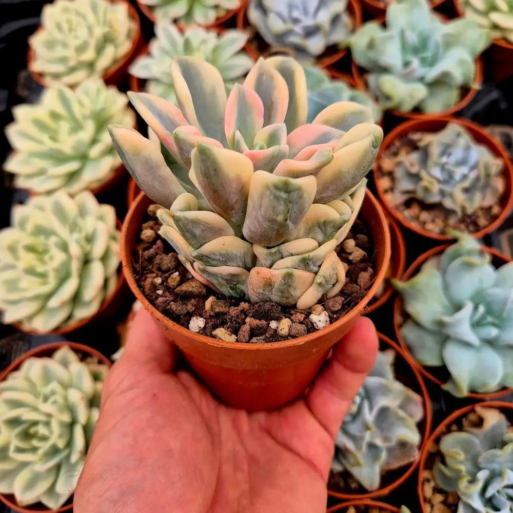 Pachyveria ’Orpet’ variegada