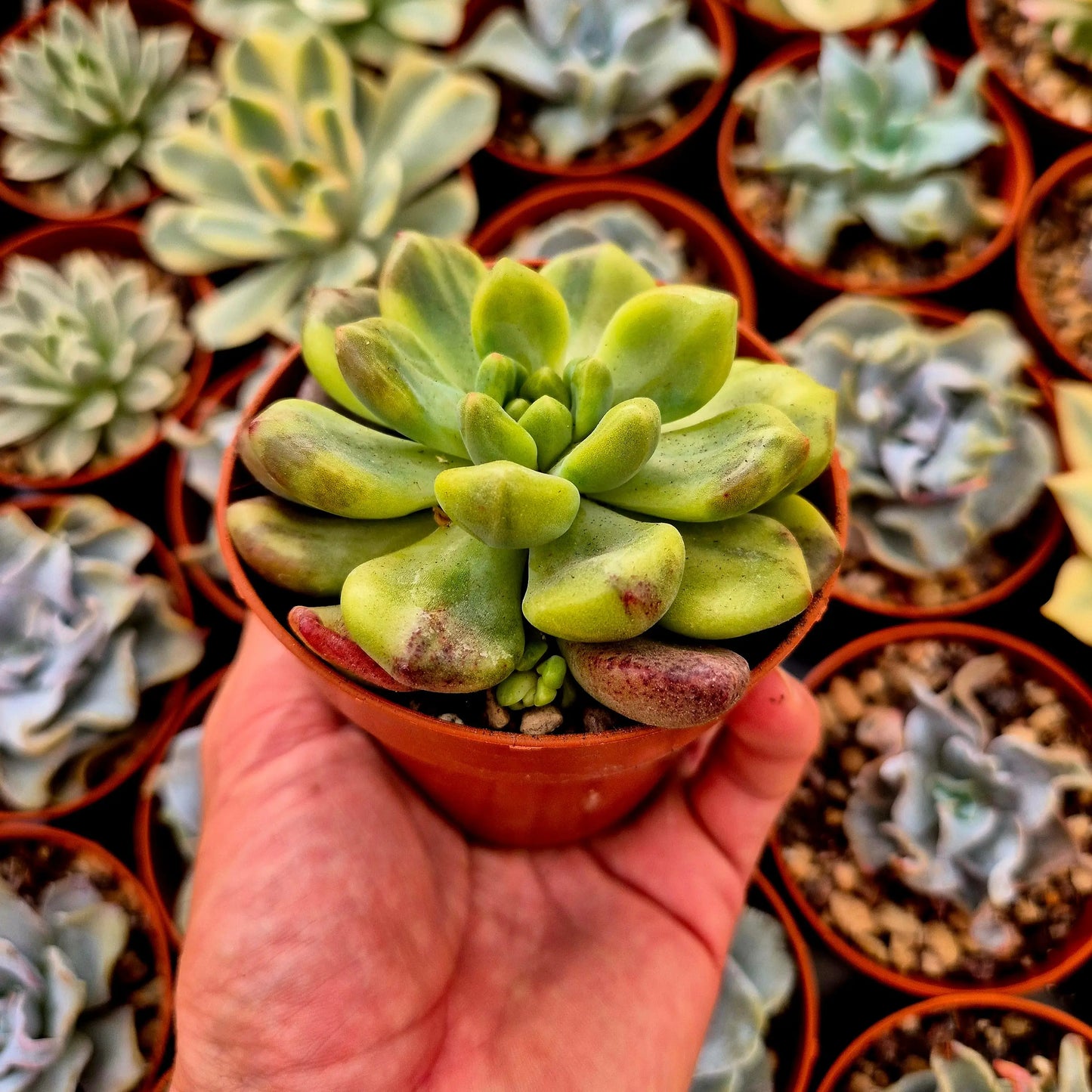 Pachyveria ’Paradoxa’ variegada