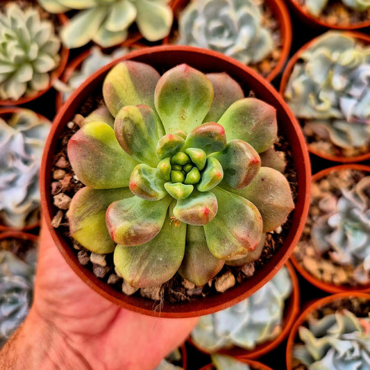 Pachyveria ’Paradoxa’ variegada