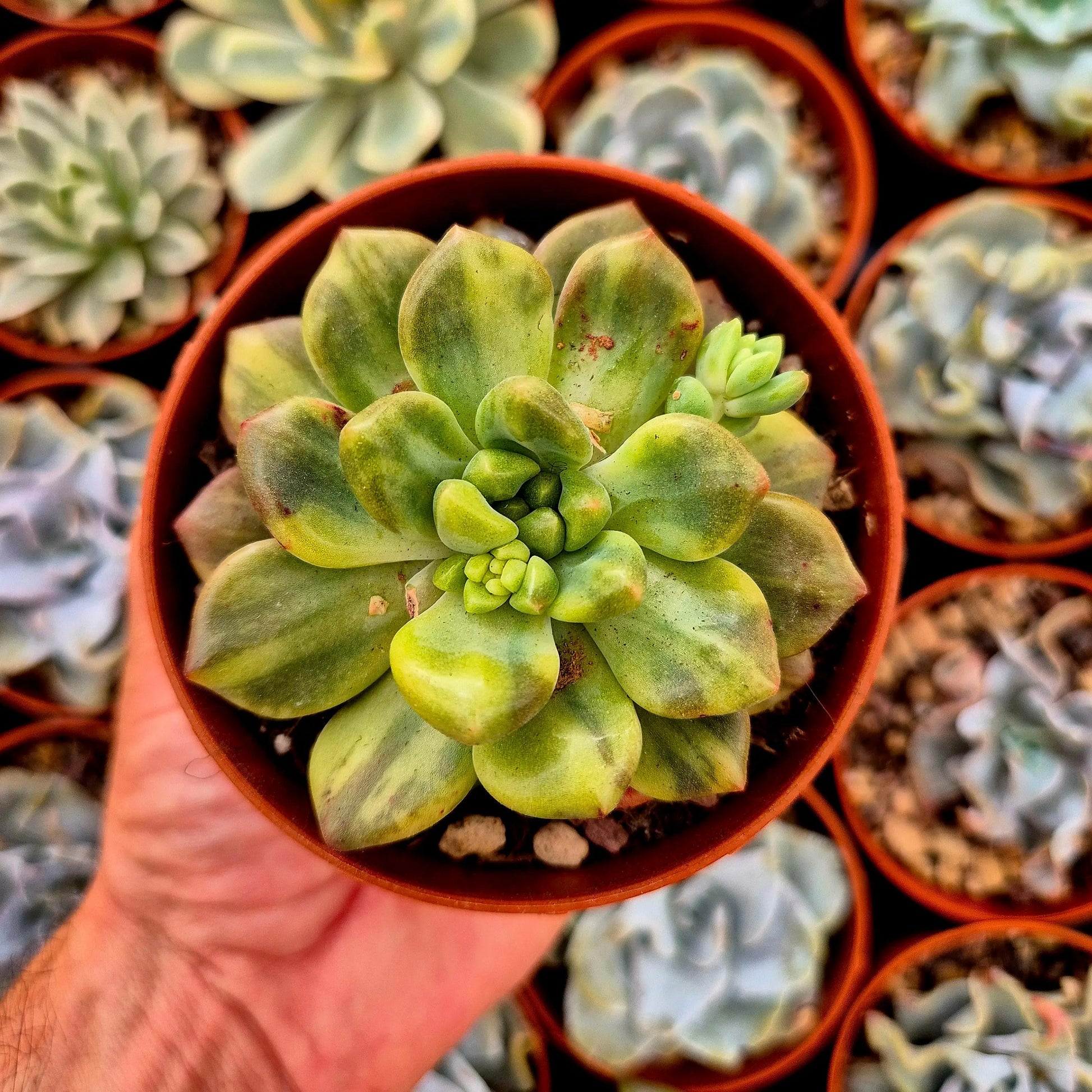 Pachyveria ’Paradoxa’ variegada