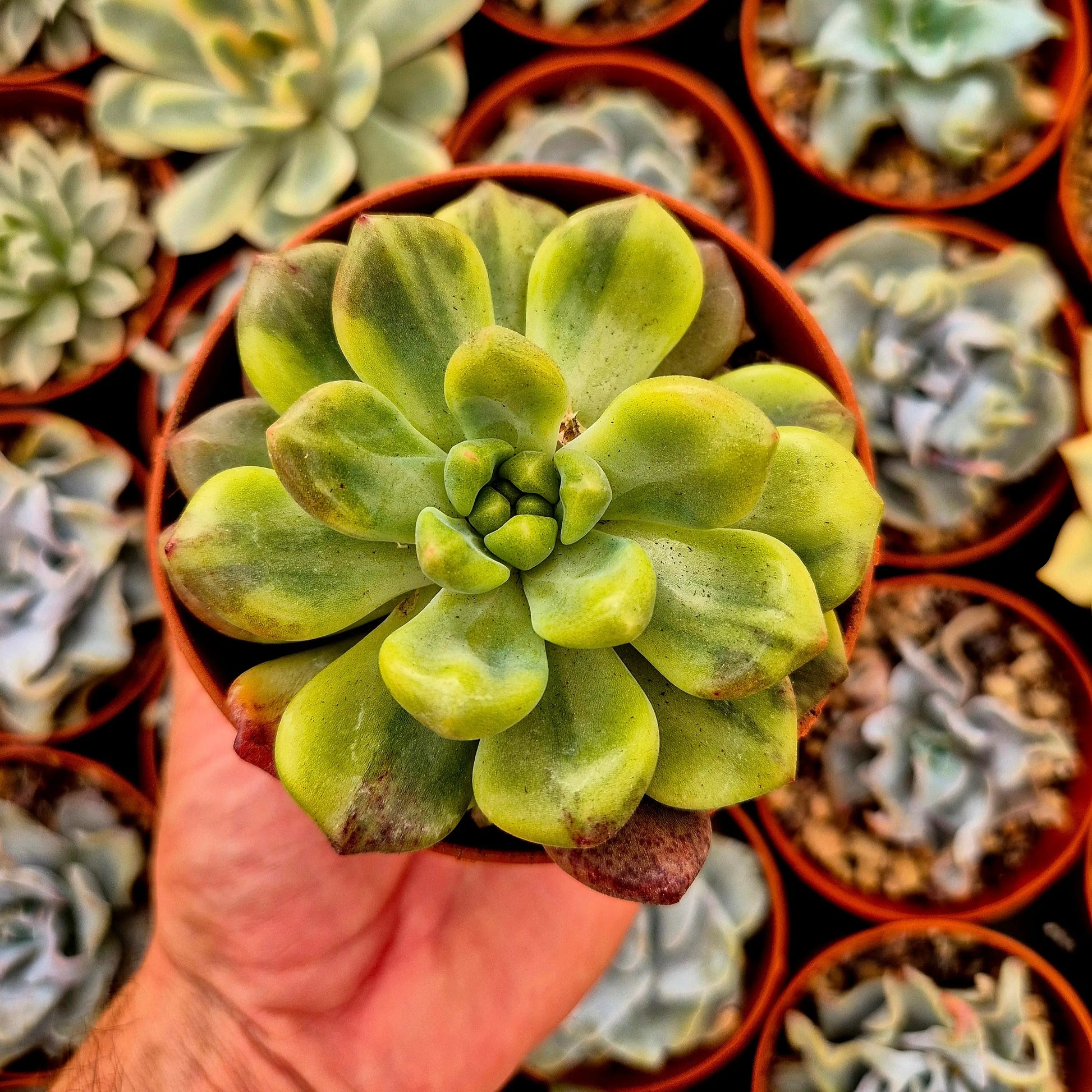 Pachyveria ’Paradoxa’ variegada