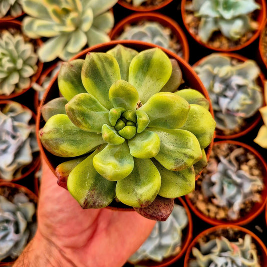Pachyveria ’Paradoxa’ variegada