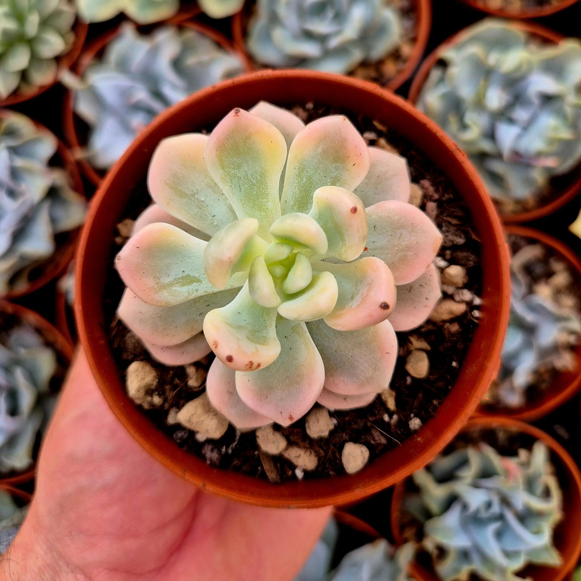 Pachyveria ’Ruo Tao’ variegada