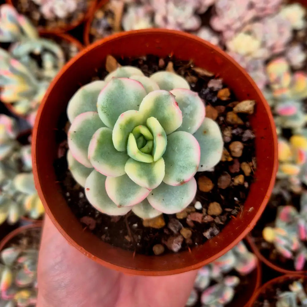 Pachyveria ’Worthy One’ variegada