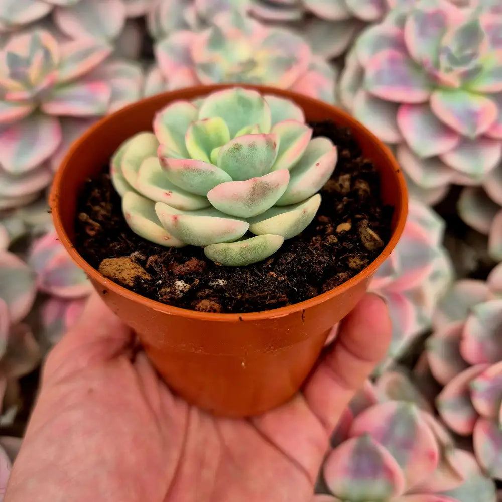 Pachyveria ’Worthy One’ variegada