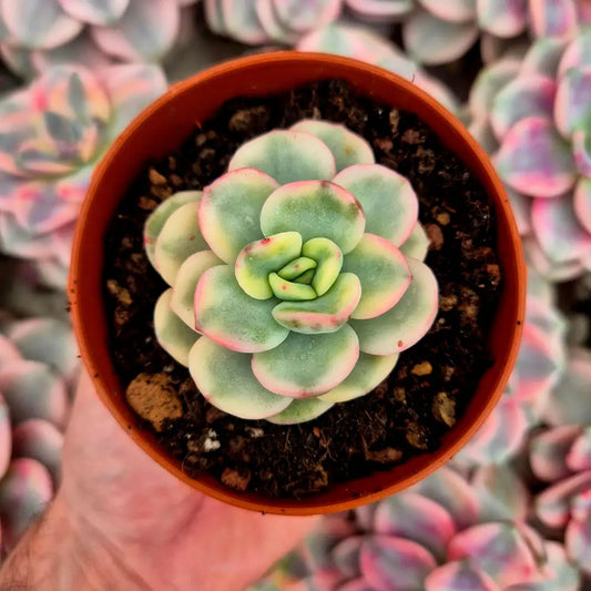 Pachyveria ’Worthy One’ variegada