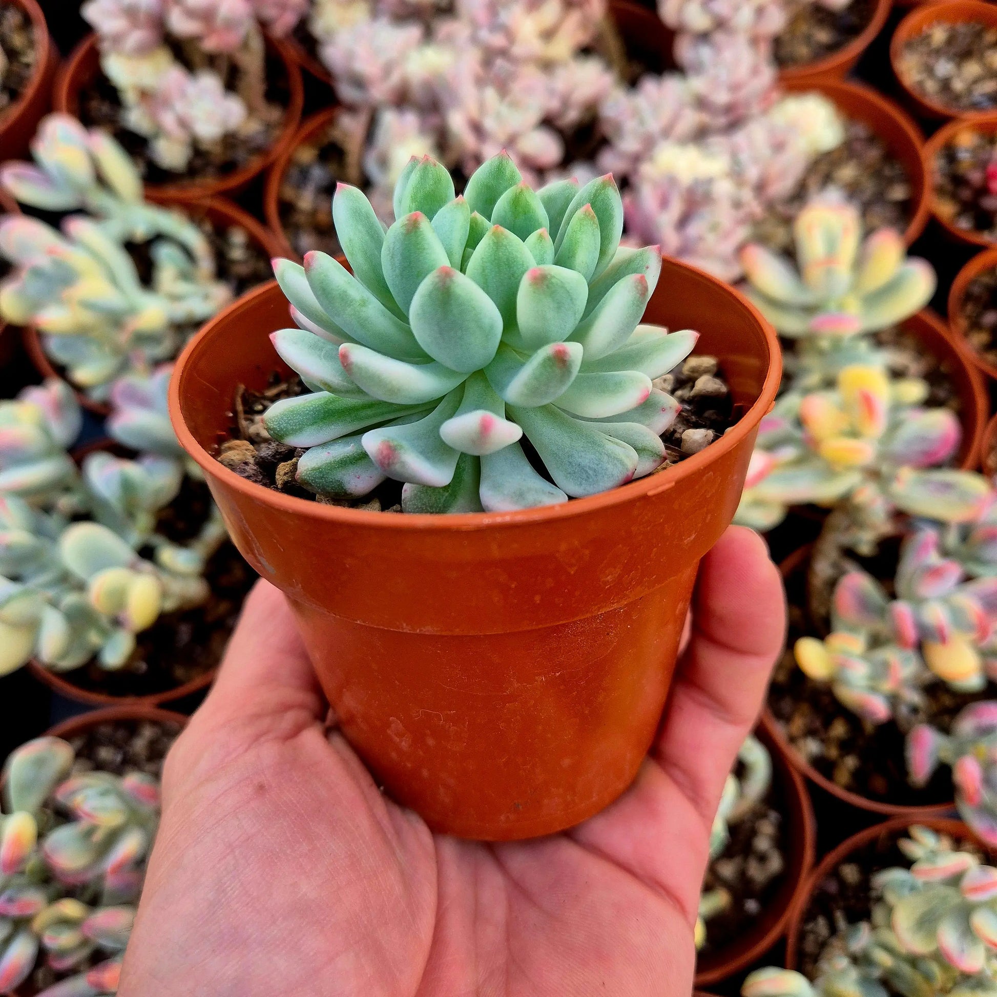Sedeveria ’Blue Elf’ variegada
