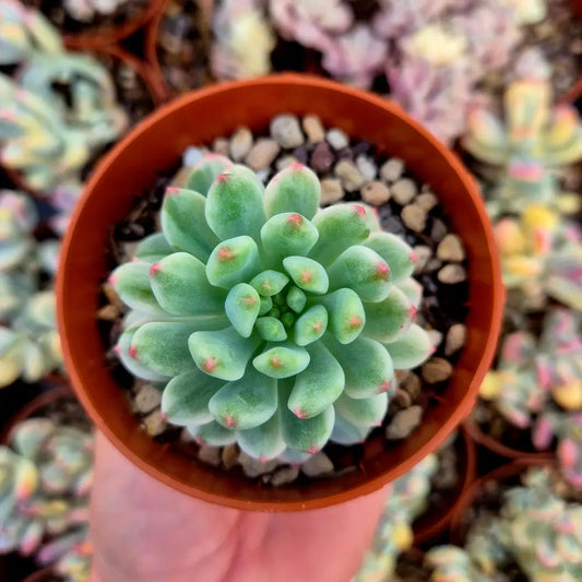 Sedeveria ’Blue Elf’ variegada