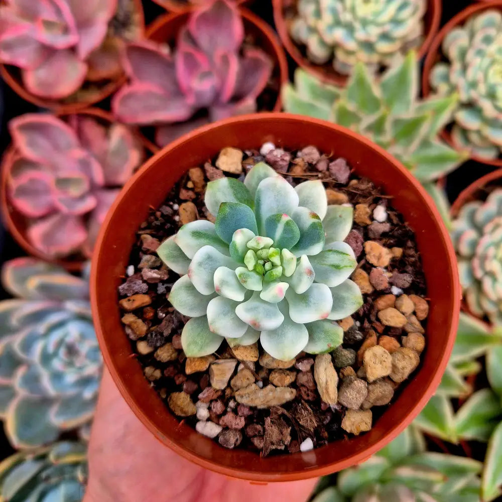 Sedeveria ’Blue Elf’ variegada
