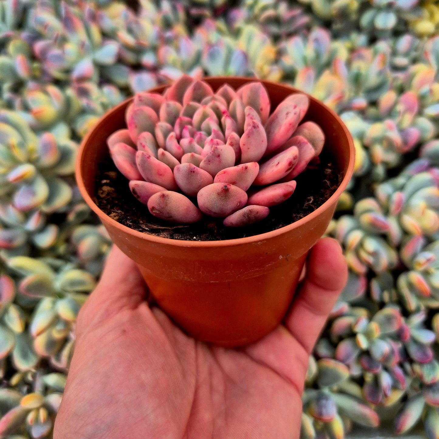 Sedeveria ’Pink Ruby’ variegada