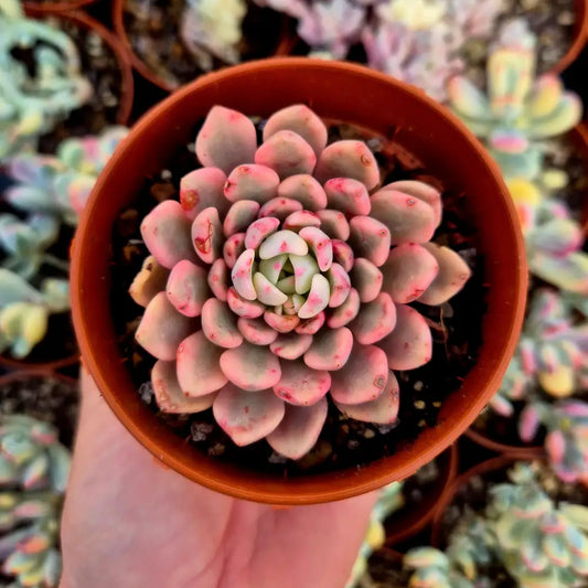 Sedeveria ’Pink Ruby’ variegada